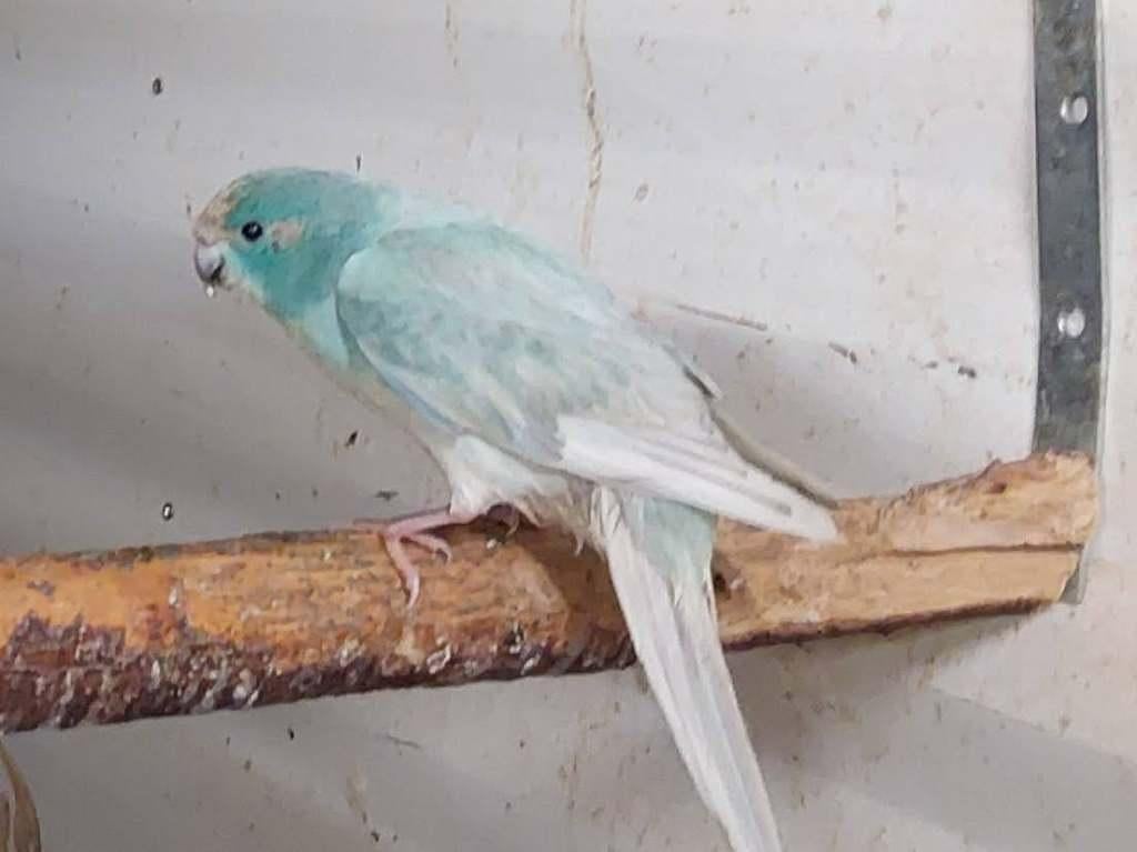 Kakariki 25-26 in gezoomd, Perruche, Bagué