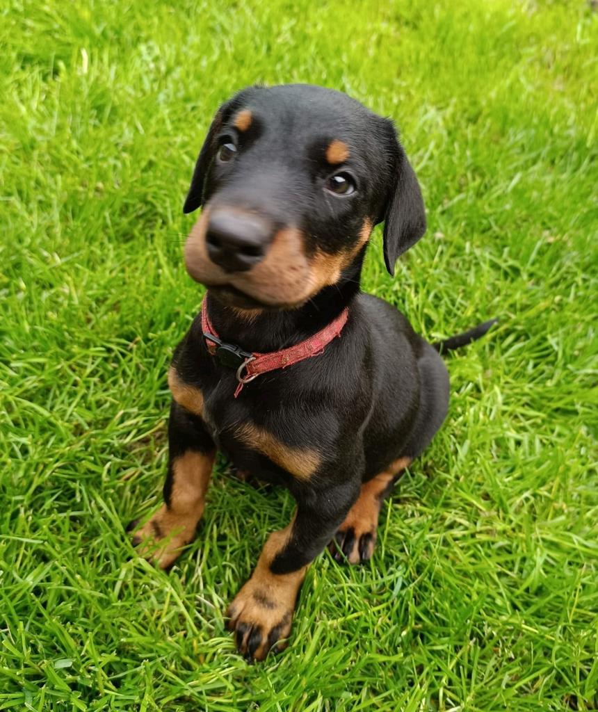 Zwarte en bruine Dobermann puppy's, België, Fokker | Hobbymatig, Overige rassen, 8 tot 15 weken