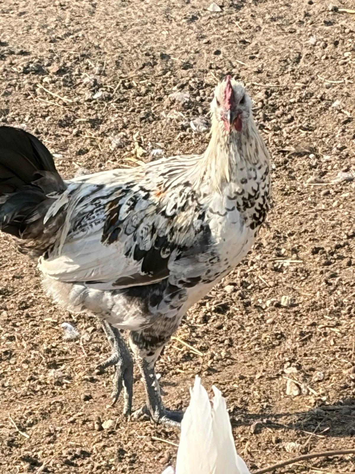 Jonge haan, Dieren en Toebehoren, Mannelijk, Kip