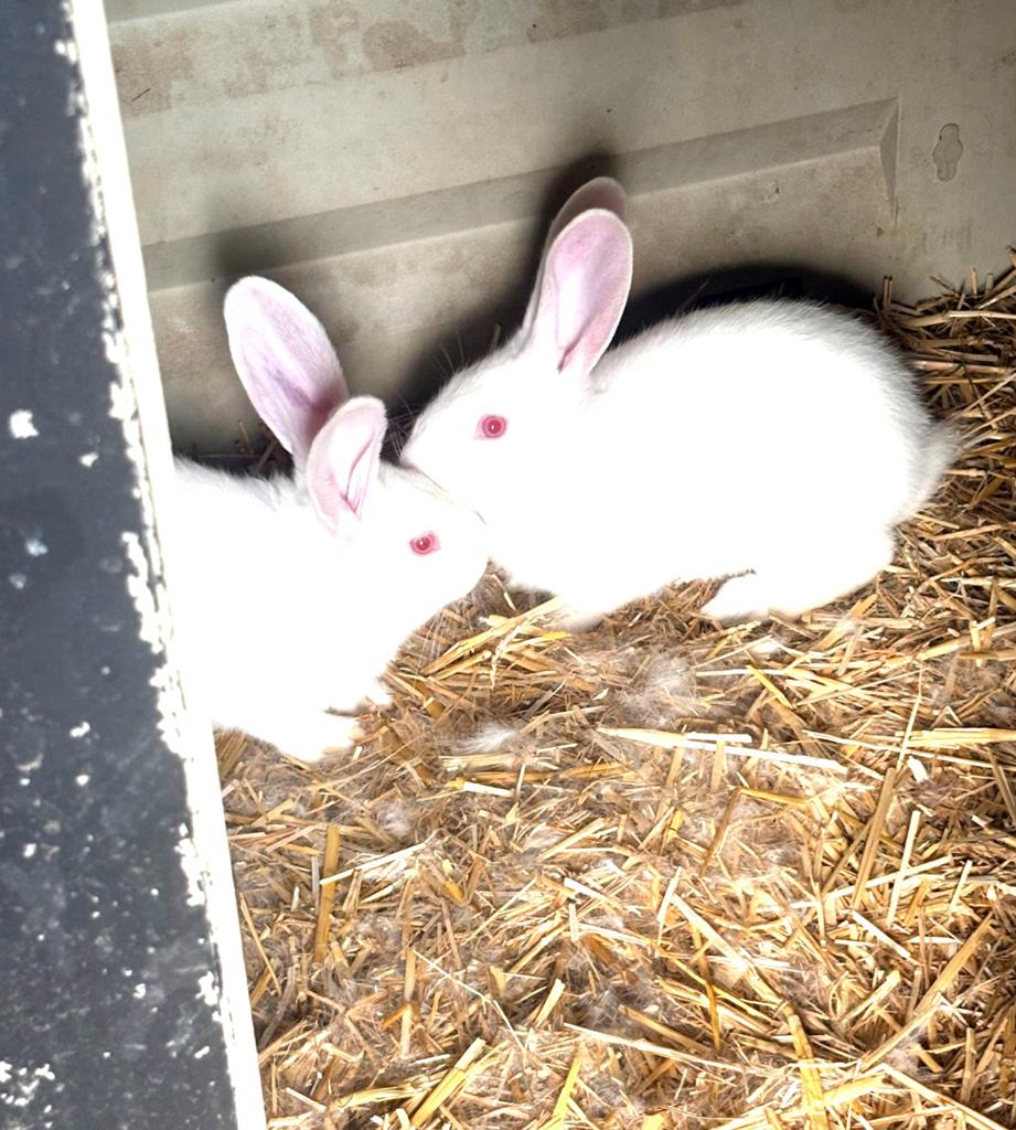 2 vlaamse reuzen zussen albino, Dieren en Toebehoren