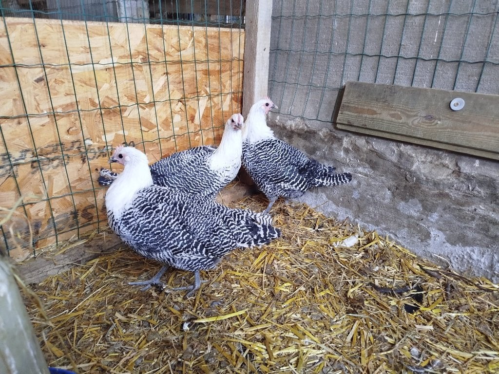 4 jonge hennen zilverbrakel, Dieren en Toebehoren, Vrouwelijk, Kip