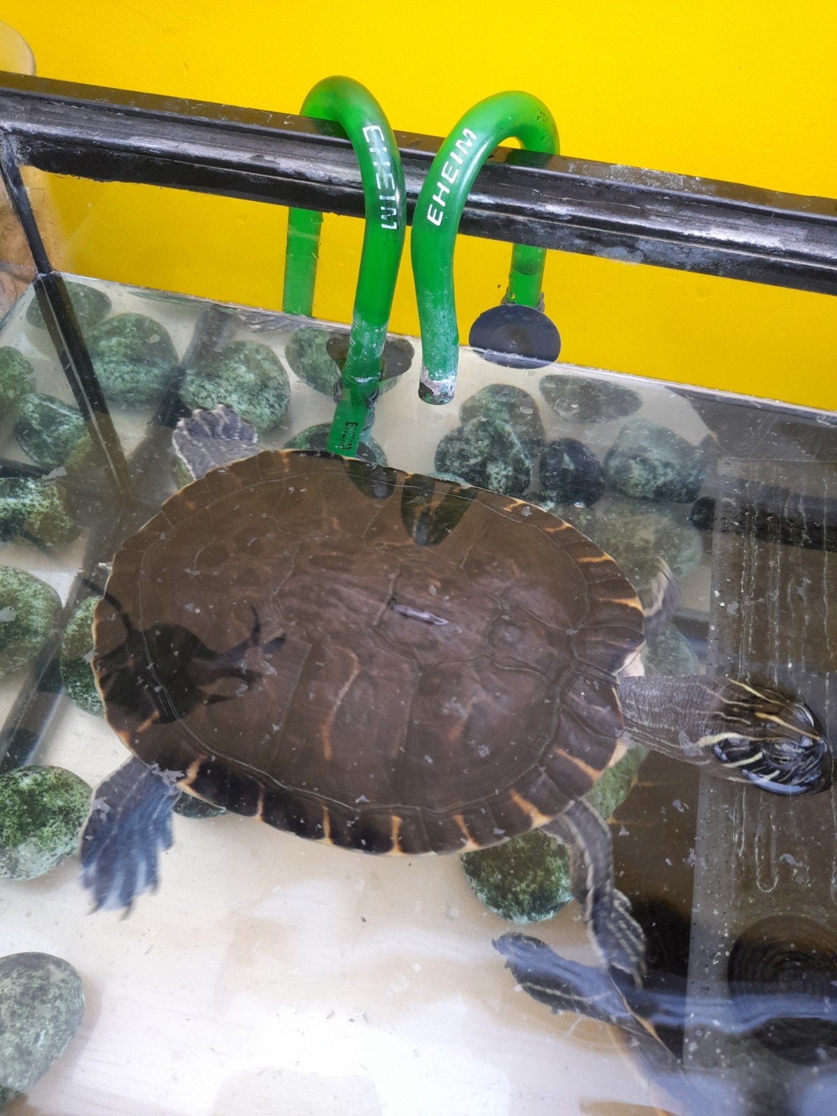à donner tortues d eau, Animaux & Accessoires