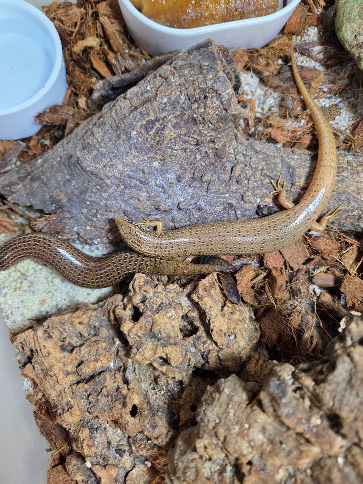 Chalcides ocellatus Nakweek 2025- 2026, Animaux & Accessoires, Reptiles & Amphibiens, Lézard, 0 à 2 ans