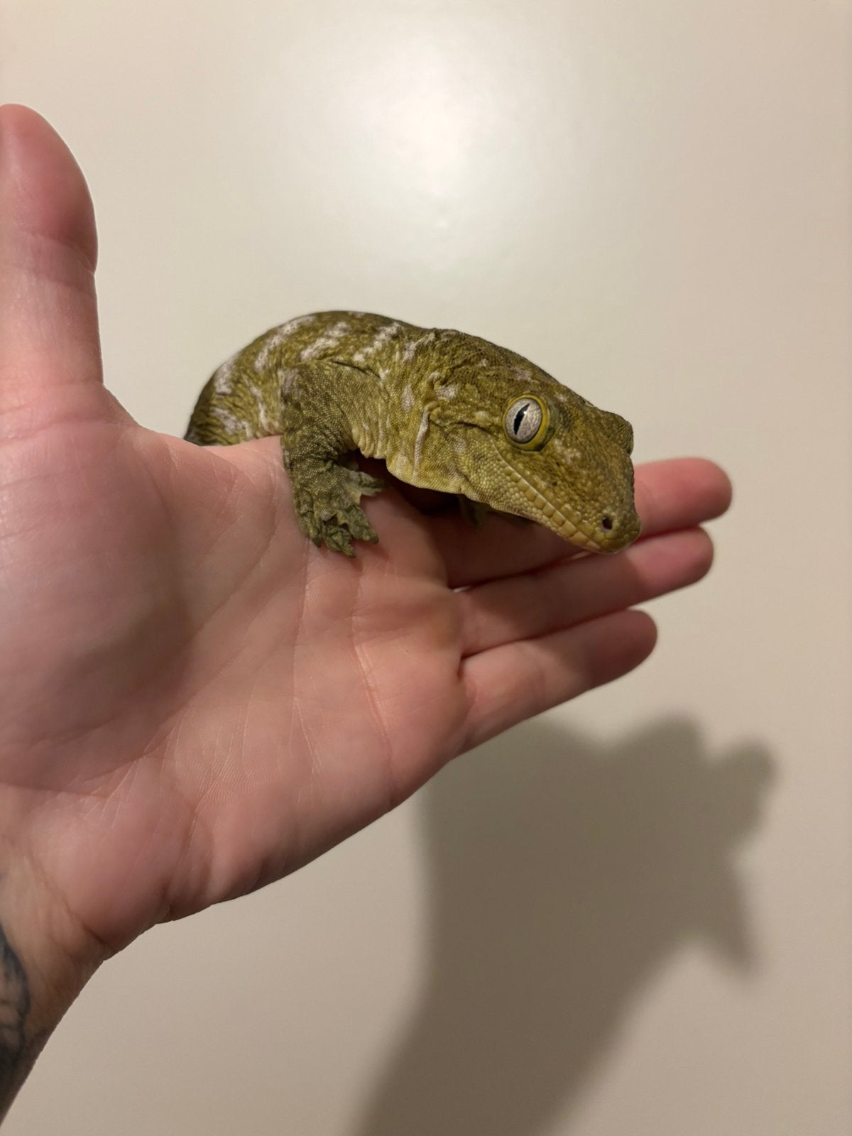 Rhacodactylus leachianus, Animaux & Accessoires, Reptiles & Amphibiens, Autres espèces, Domestique, 0 à 2 ans
