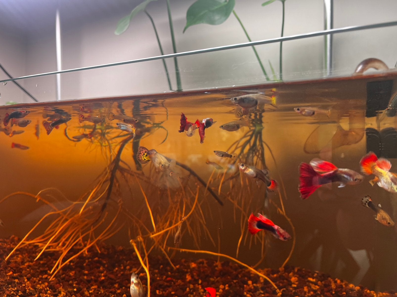 Guppies, Tickets en Kaartjes