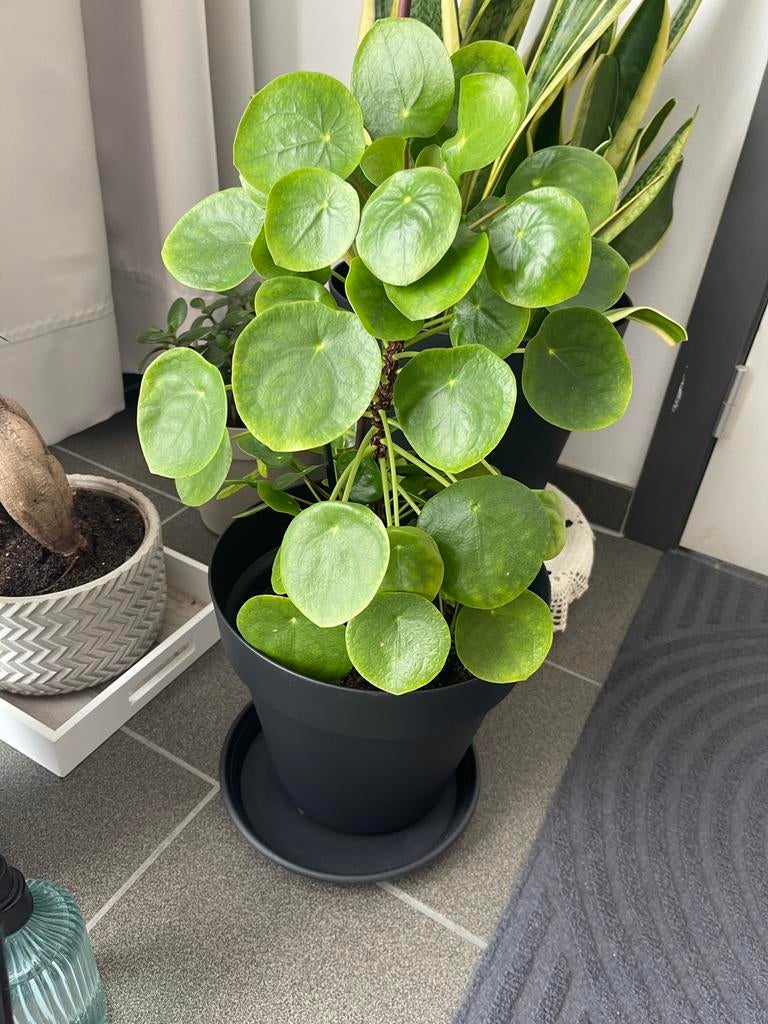Pannenkoeken plant, Ophalen