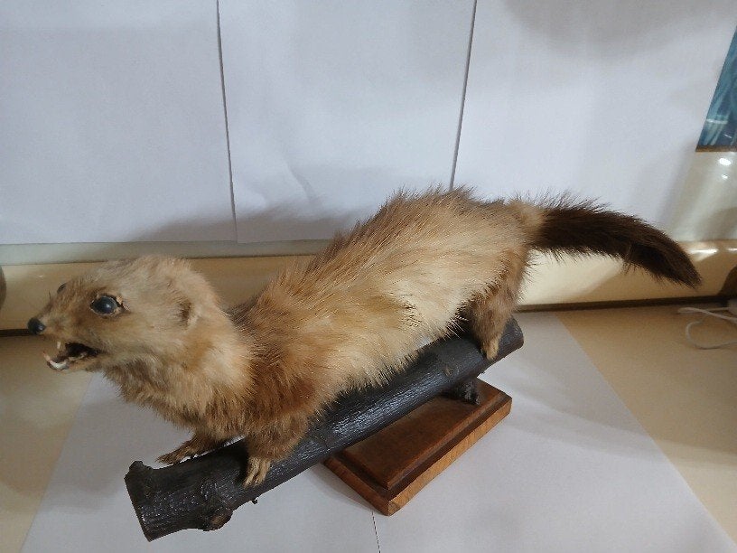 Taxidermy, Verzamelen, Dierenverzamelingen, Verzenden, Zo goed als nieuw, Overige soorten, Opgezet dier