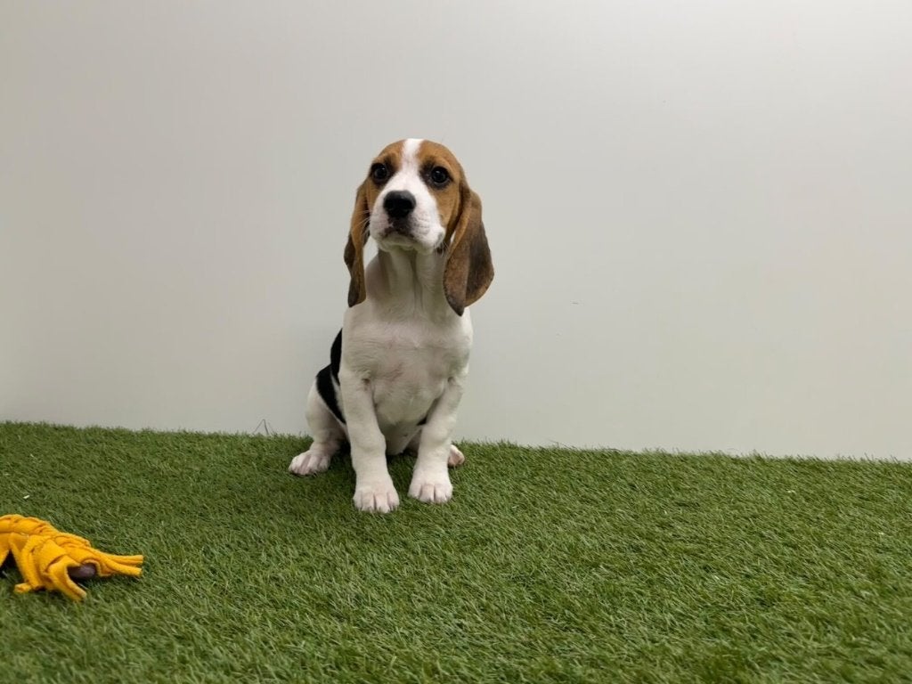 Beagle pups, België, Beagle, 8 tot 15 weken, CDV (hondenziekte)
