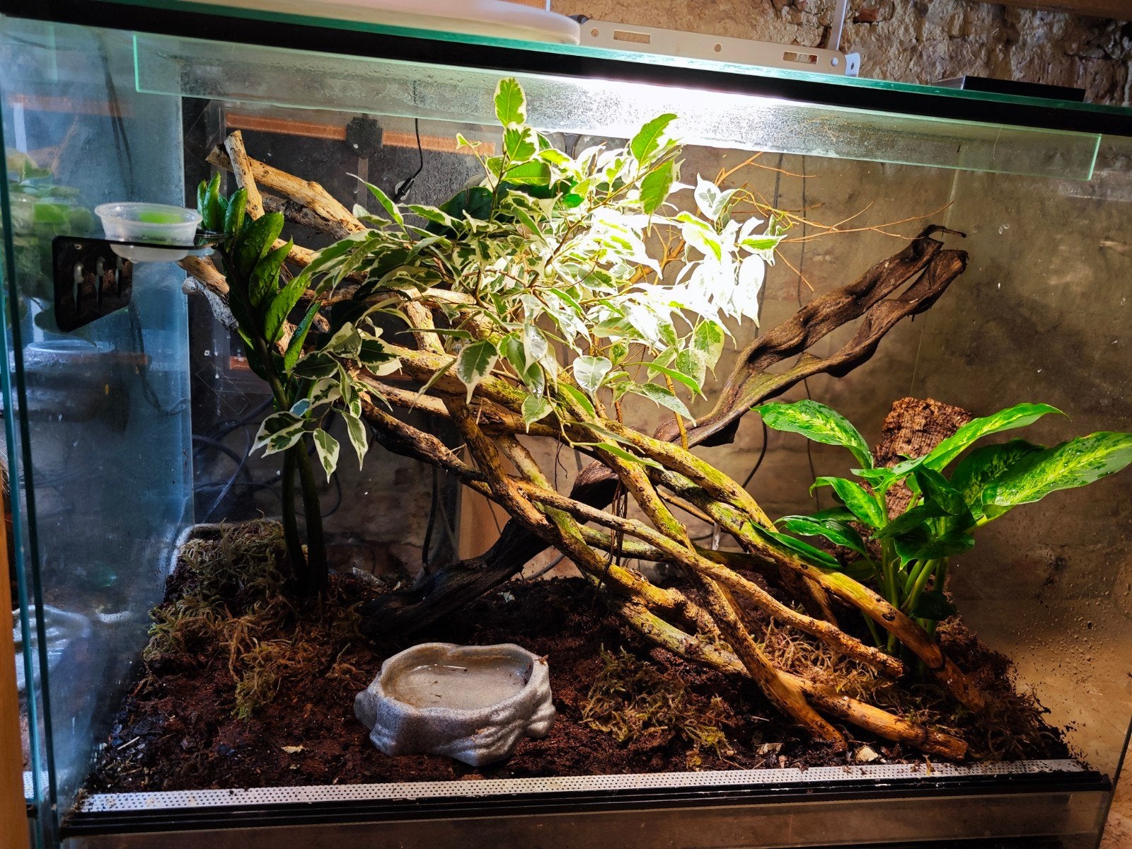 Terrariums geckos à crête, Animaux & Accessoires, Enlèvement, Utilisé, Terrarium ou Paludarium