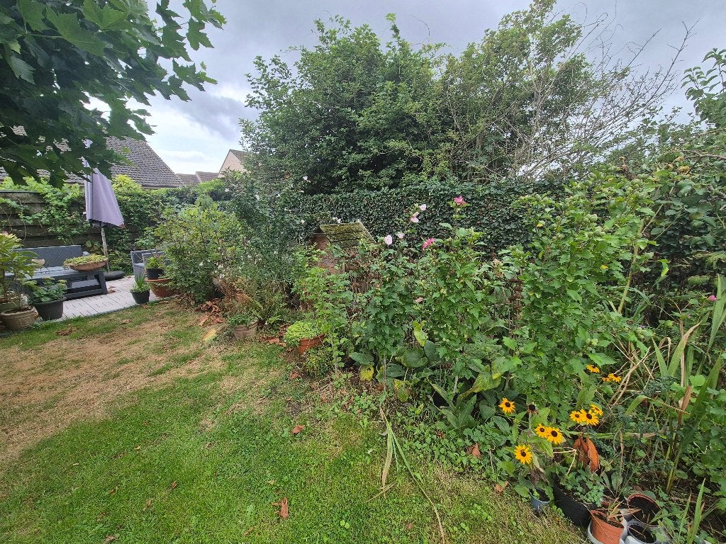 Hibiscus - roze en wit/roze, Jardin & Terrasse, Plantes | Arbustes & Haies, Enlèvement, Arbuste, 100 à 250 cm