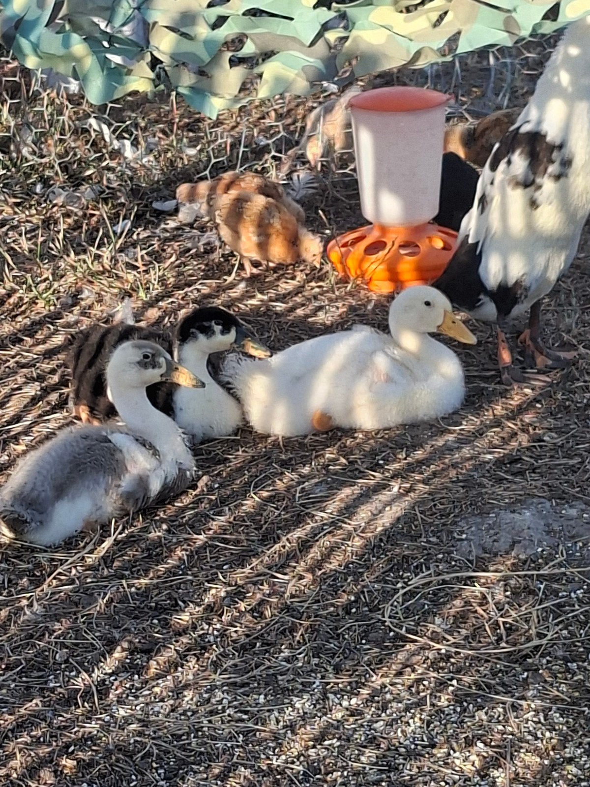 Peking X Indische loopeend, Dieren en Toebehoren, Pluimvee