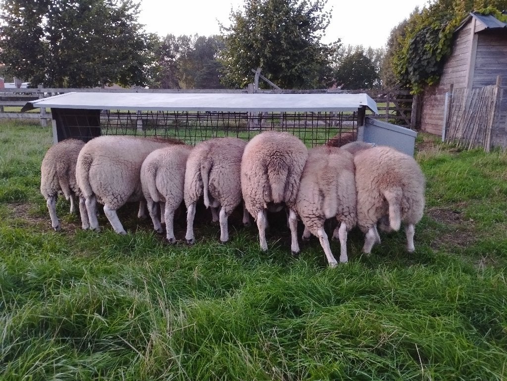 Schaap, dekram, ram, bok., Animaux & Accessoires, Mâle, Mouton, 0 à 2 ans