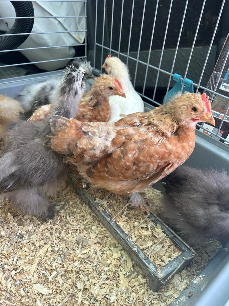 Haantjes, Dieren en Toebehoren, Pluimvee