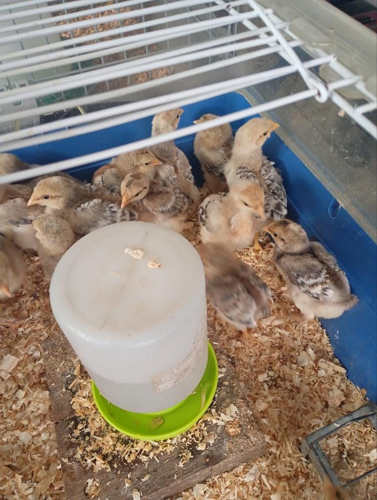 Kuikens te koop, Dieren en Toebehoren, Pluimvee, Mannelijk