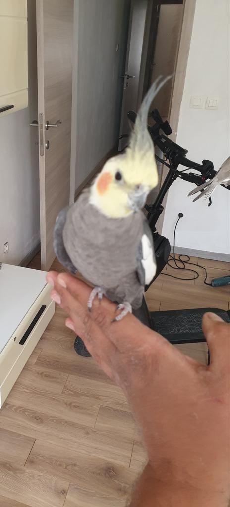 Valkparkiet tam, Dieren en Toebehoren, Tam