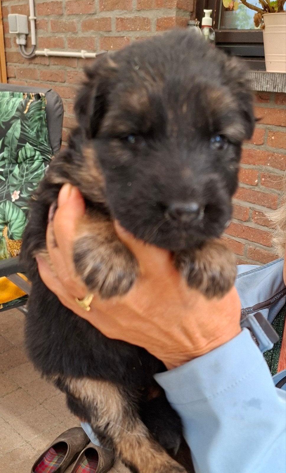 langharig oude duitseherders pups, België, Particulier, Reu, CDV (hondenziekte)