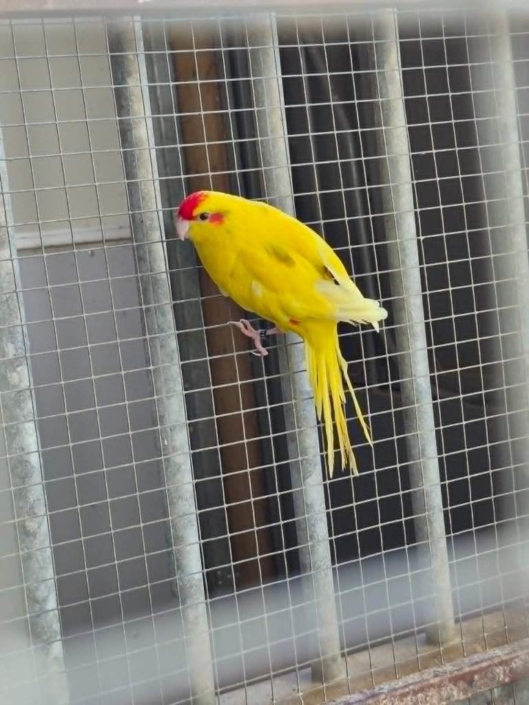 Kakariki popje, Dieren en Toebehoren, Vogels | Parkieten en Papegaaien, Vrouwelijk, Parkiet, Geringd