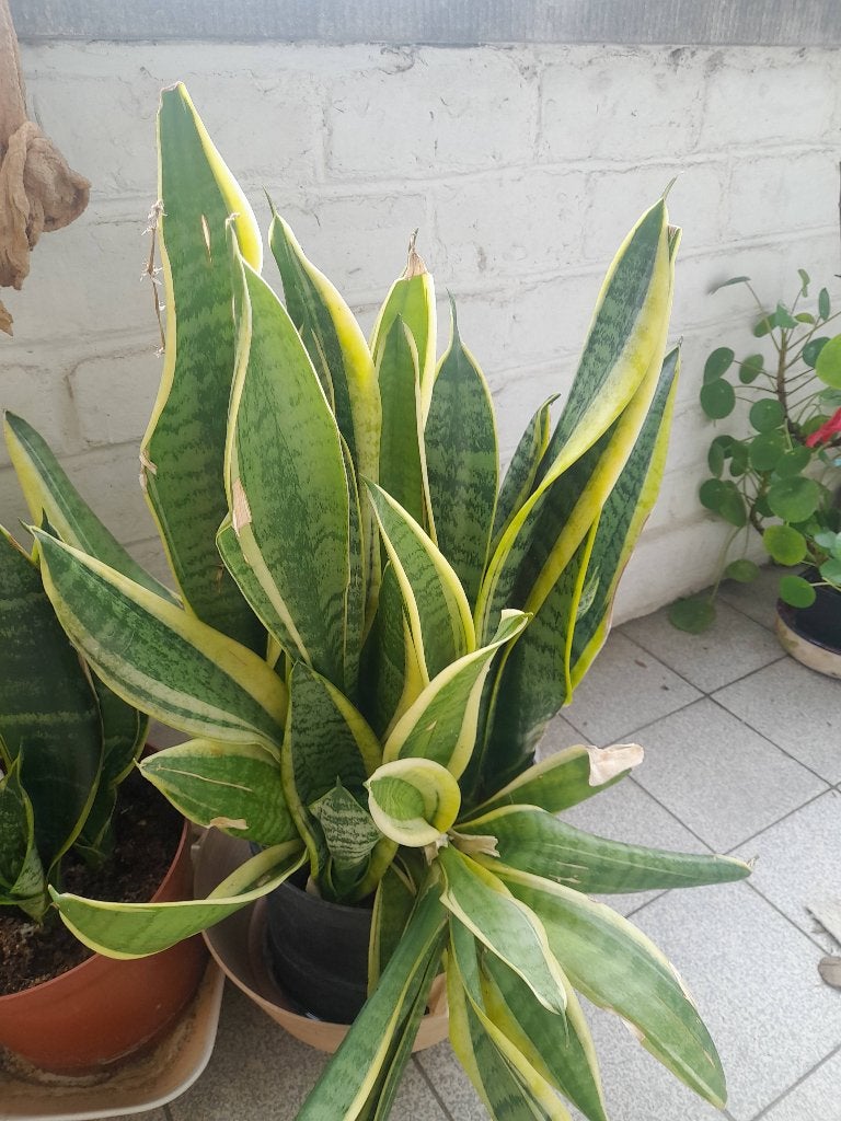 Sanseveria, Ophalen