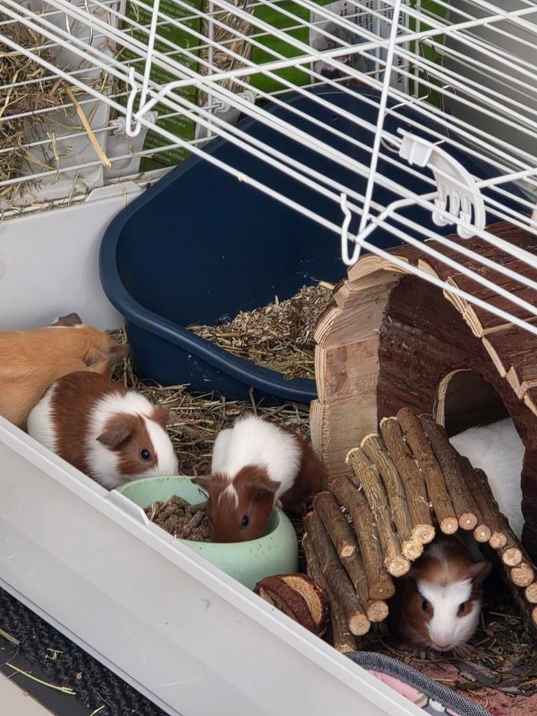 3 cavia beertjes gratis, Dieren en Toebehoren, Knaagdieren, Mannelijk, Cavia, April, Tam