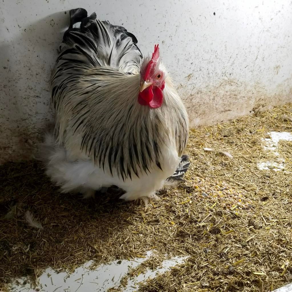 Cochin krielen wit columbia, Dieren en Toebehoren