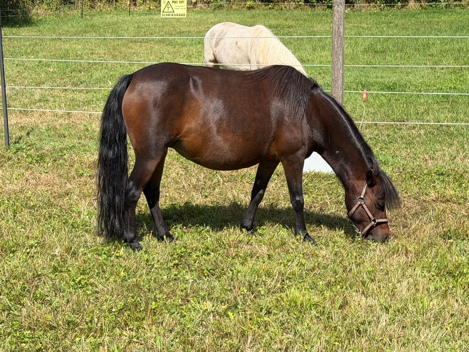 Merrie, veulen, minipaard, NMPRS, miniatuurpaard,pony, Jument