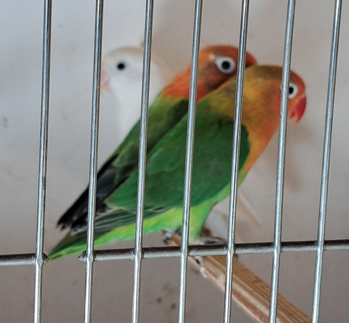 fischeri's wildkleur 2026, Sexe inconnu, Bagué
