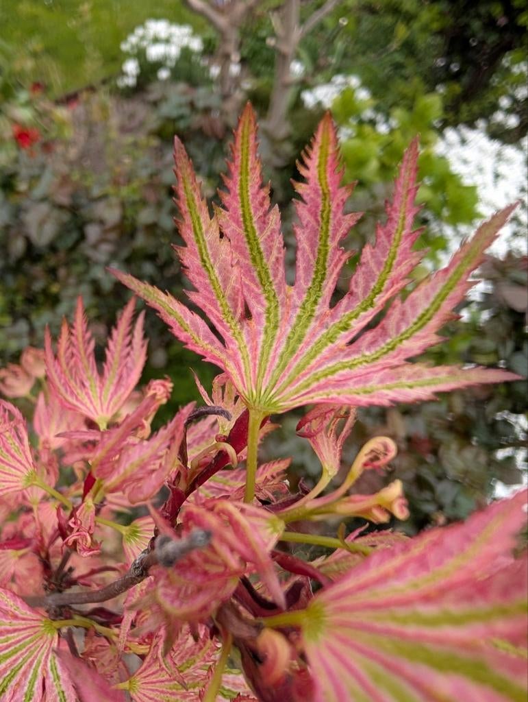 Acer palmatum Higasayama Japanse esdoorn. Bijzonder blad!, Enlèvement
