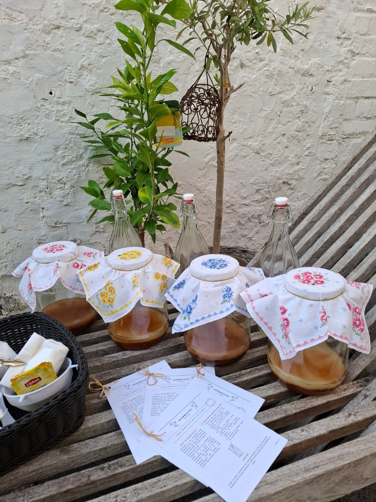 Scoby + startersvloeistof, Diversen, Levensmiddelen, Ophalen