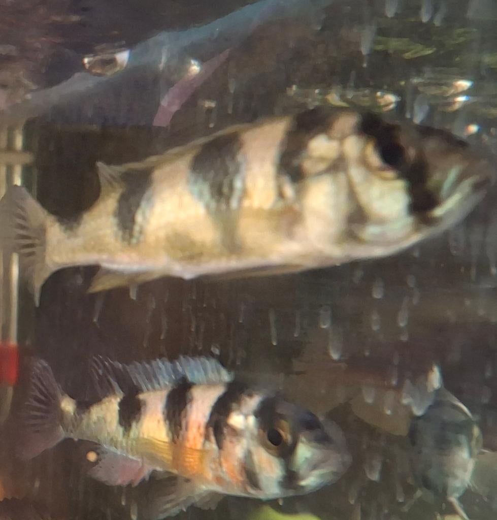 Haplochromis obliquidens, Poisson, Poisson d'eau douce