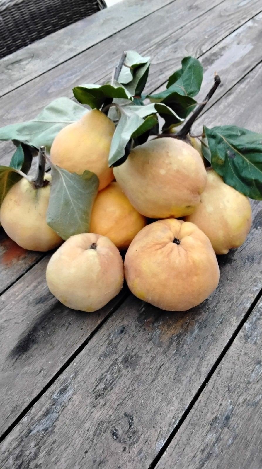 COINGS FRAÎCHEMENT CUEILLIS DE NOTRE JARDIN À VENDRE, Enlèvement