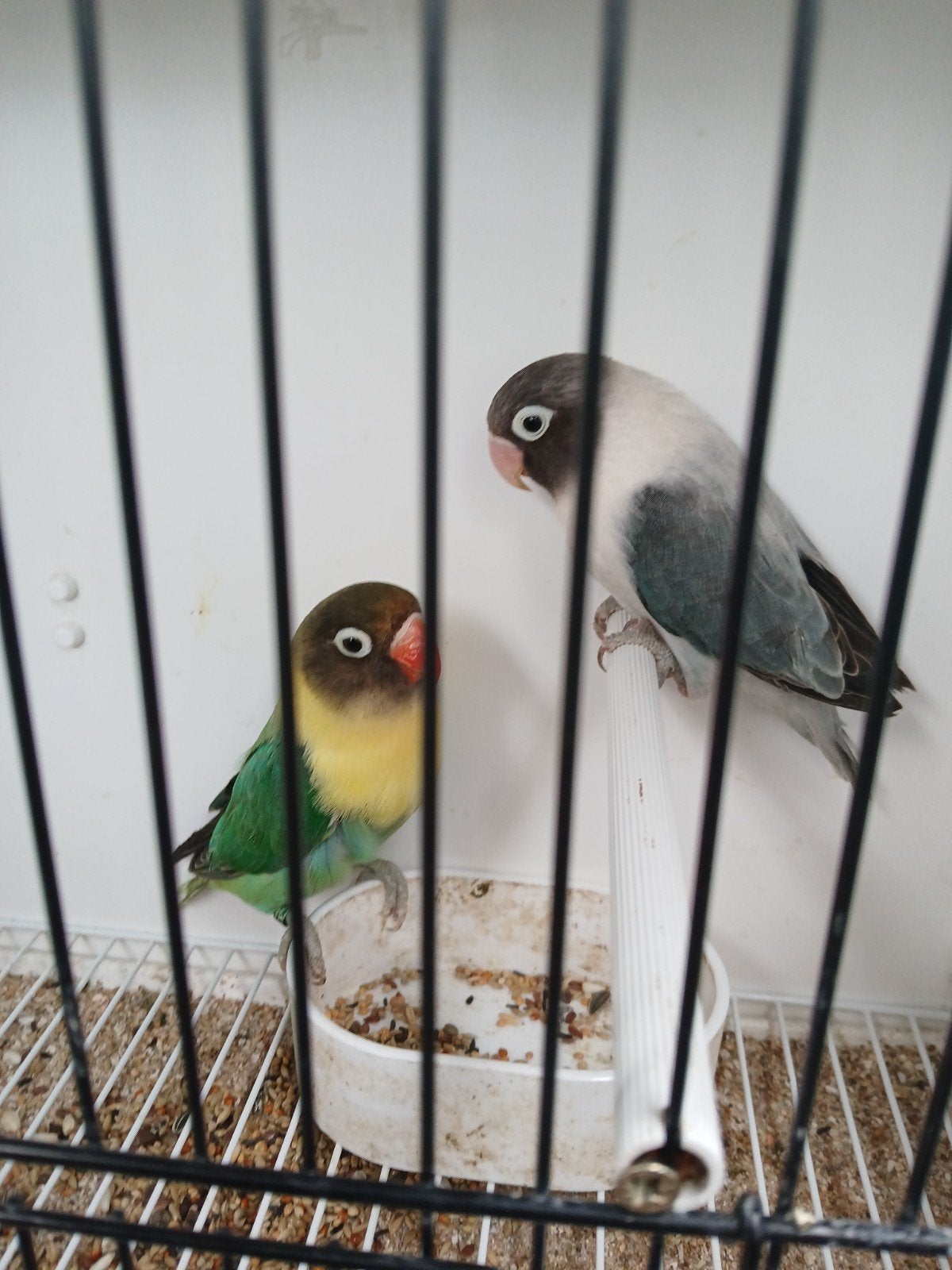 Personata.s opaline, Dieren en Toebehoren, Meerdere dieren, Geringd