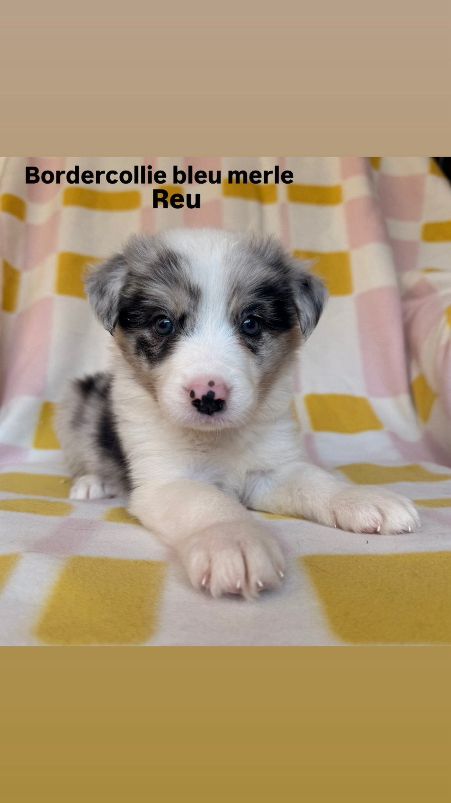 Border collie pups, Maladie de Carré (chiens), Autres races, Plusieurs, Belgique