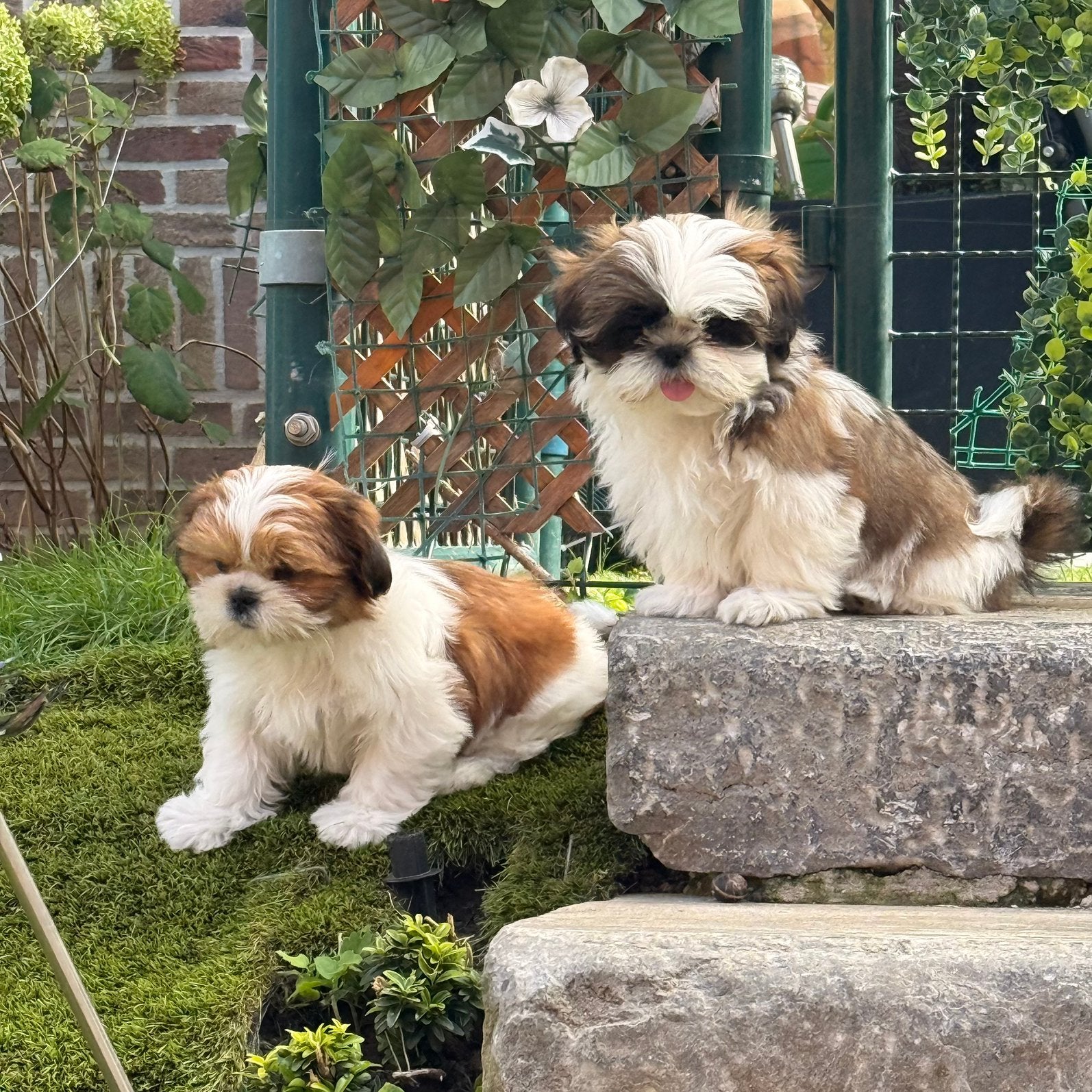 Chiots Lhassa apso, Maladie de Carré (chiens), Autres races, Plusieurs, Belgique