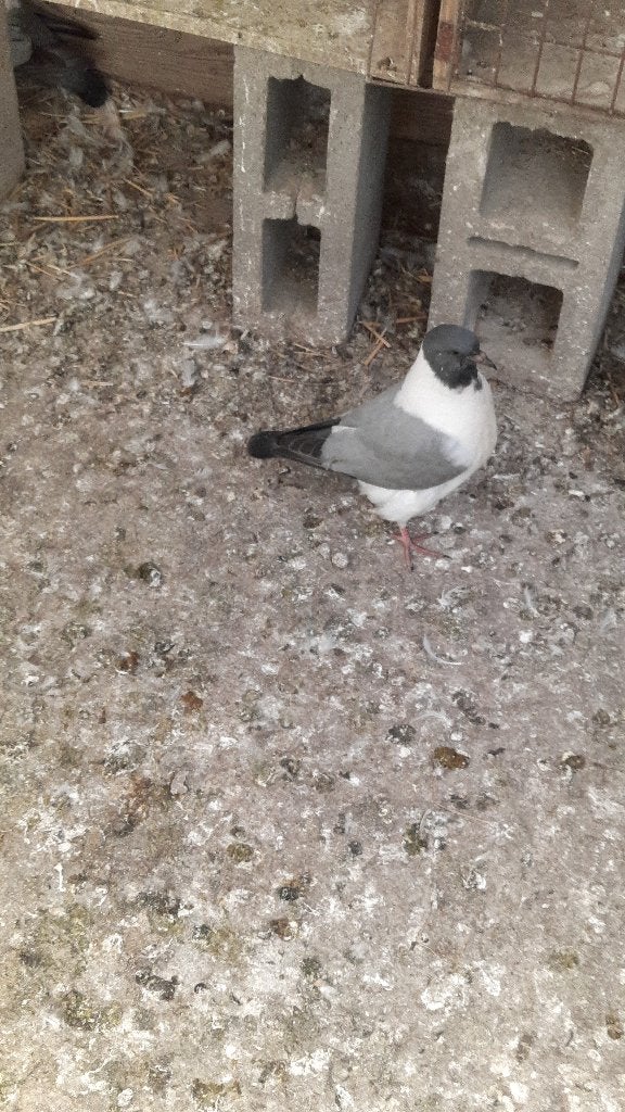 Strassers, Dieren en Toebehoren, Overige soorten