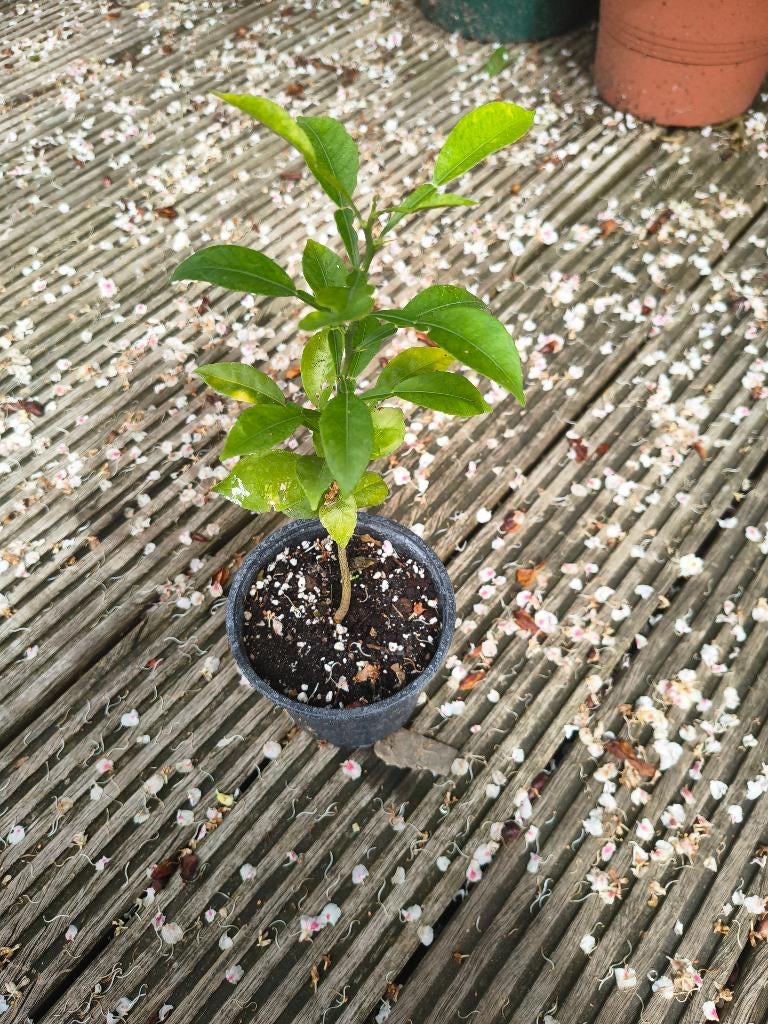 Citrus Yuzu, Tuin en Terras, Minder dan 100 cm, Volle zon, Ophalen of Verzenden, Citroenboom