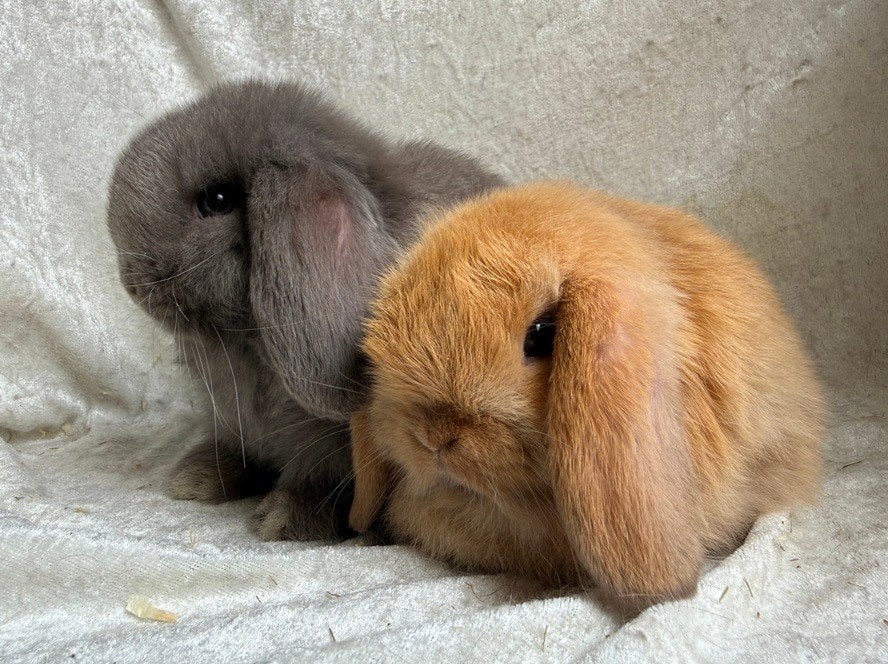 Zeldzaam mooi lief handtam koppeltje Minilop konijntjes, Dieren en Toebehoren, Meerdere dieren, Klein, Hangoor, 0 tot 2 jaar