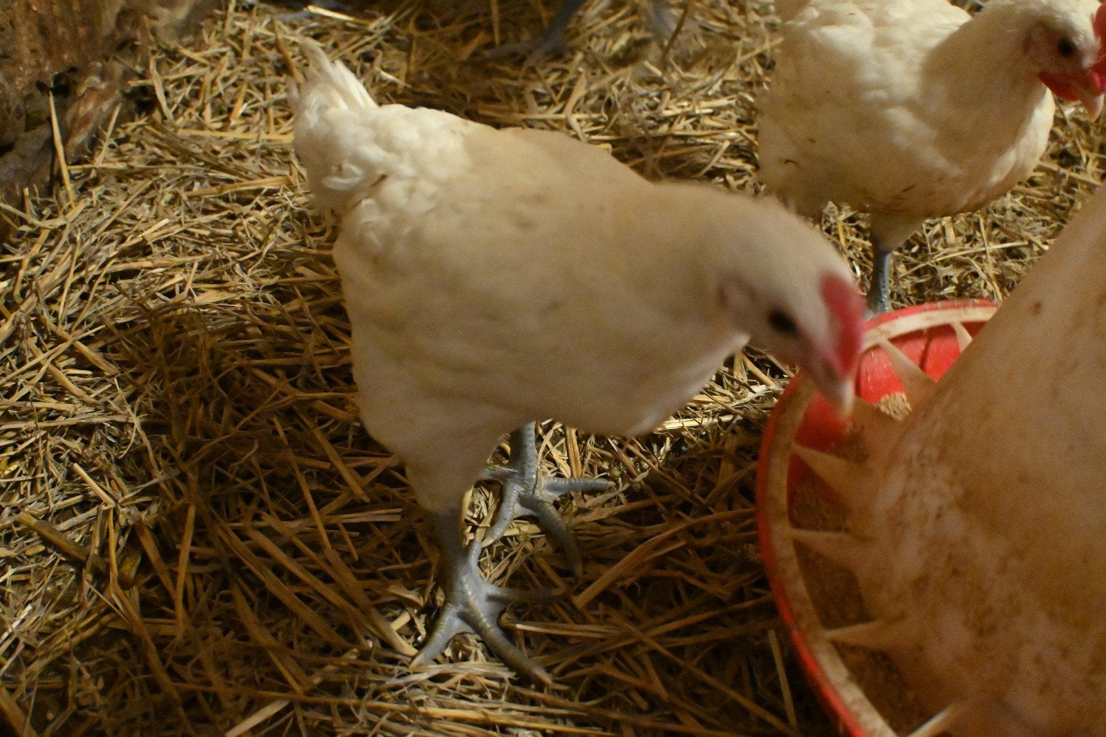 Poule de Bresse hanen, Dieren en Toebehoren, Mannelijk, Kip