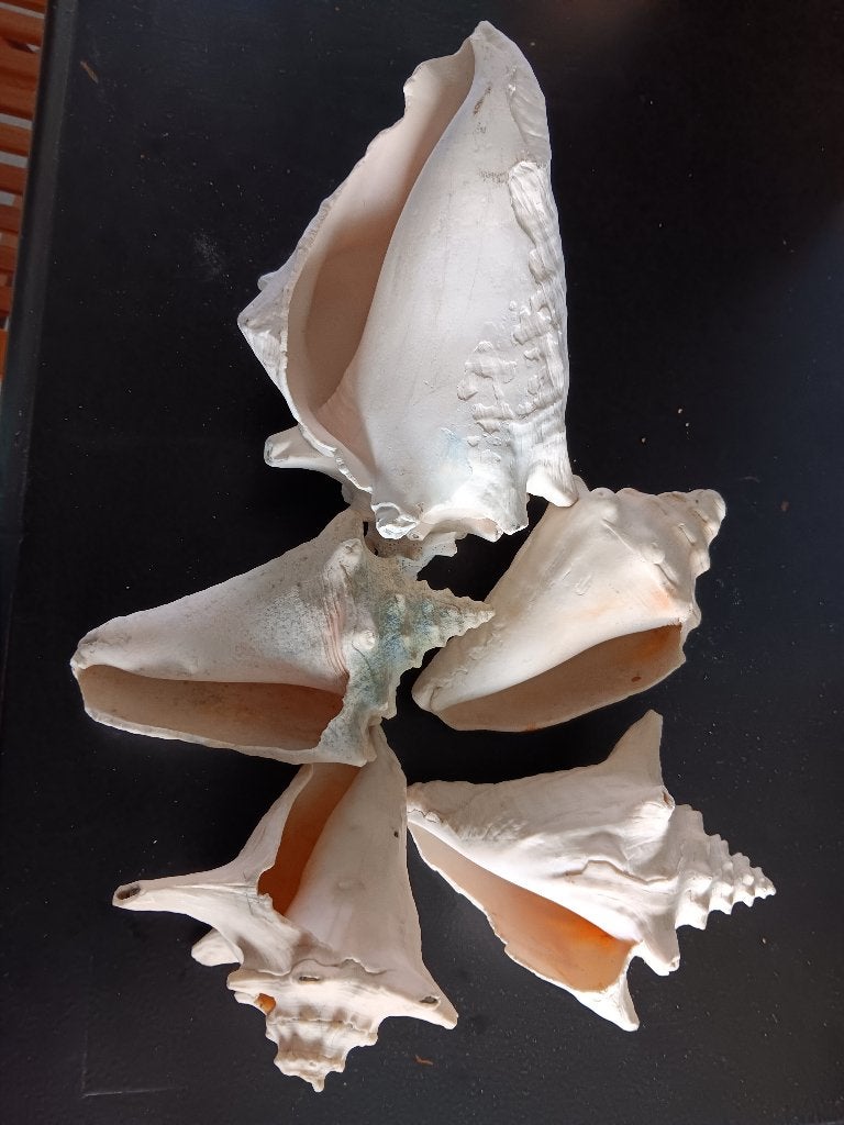 5 coquillages des Caraïbes, Enlèvement ou Envoi, Coquillage(s)