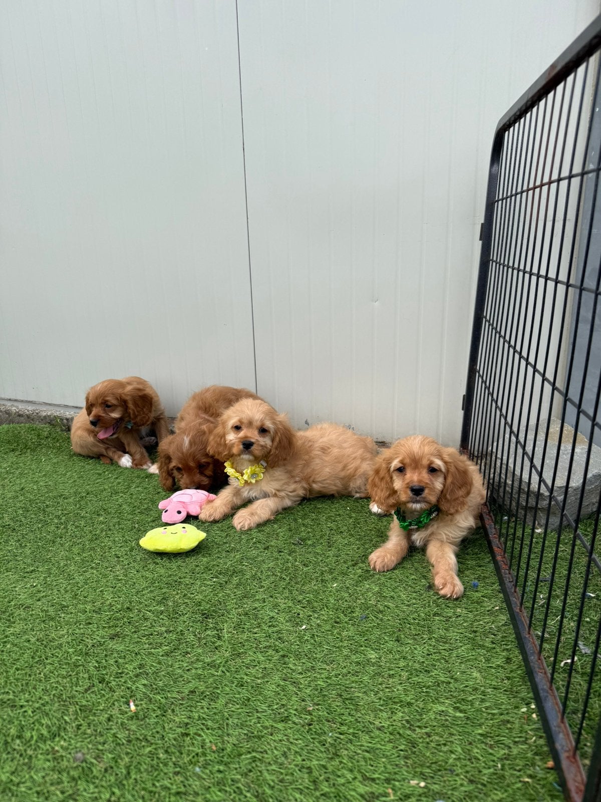 Lieve cavapoo pups, Animaux & Accessoires, Chiens | Retrievers, Épagneuls & Chiens d'eau, Plusieurs animaux, Autres races, Éleveur | Professionnel