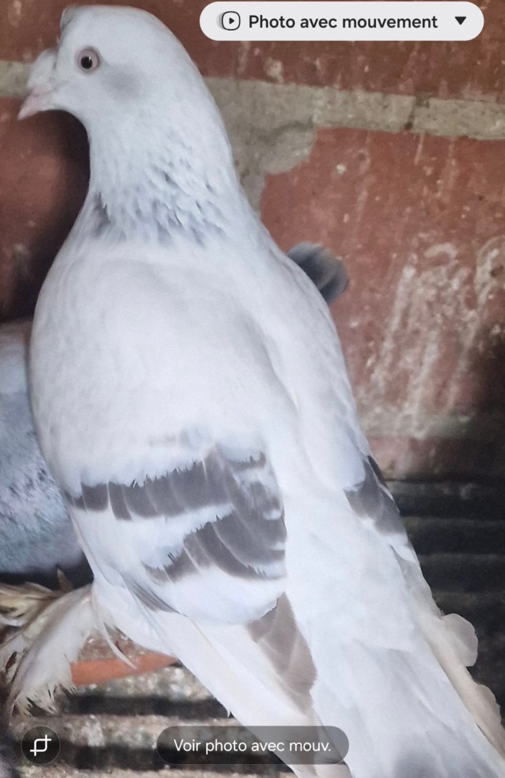 Offre, Animaux & Accessoires, Oiseaux | Accessoires, Enlèvement
