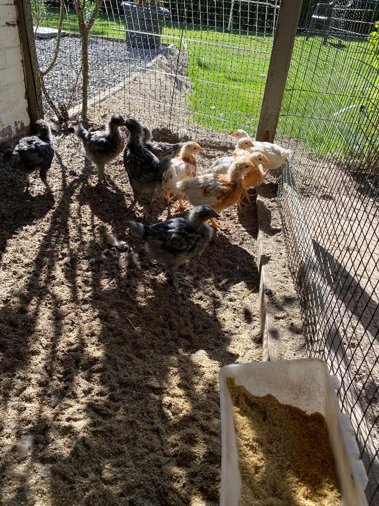 Jonge leghennen, Dieren en Toebehoren, Pluimvee
