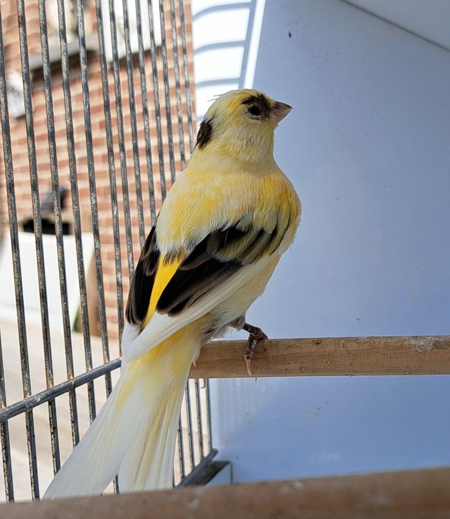 Kanarie, Dieren en Toebehoren, Vogels | Kanaries, Mannelijk, Zangkanarie