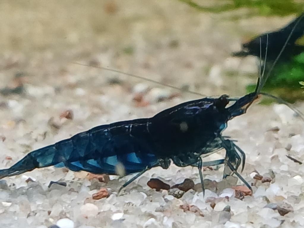 Blue dream neocaridina garnalen, Dieren en Toebehoren, Kreeft, Krab of Garnaal