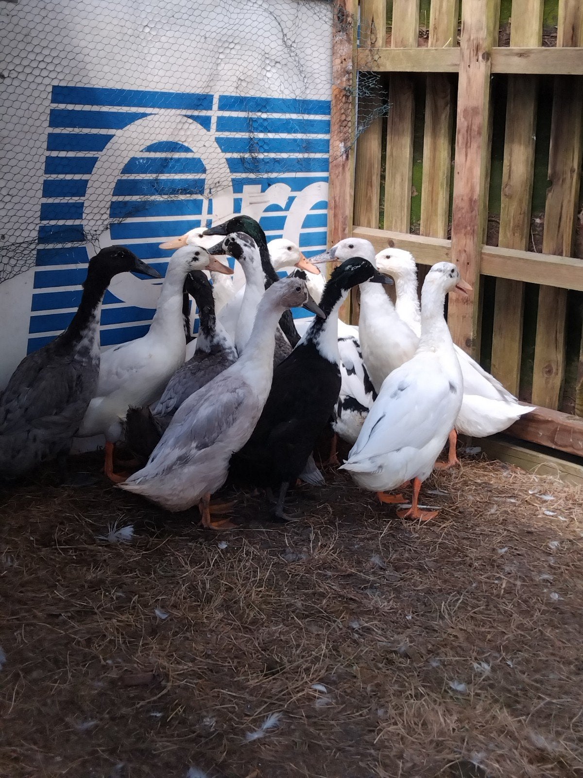 Jonge huttegemse loopeenden