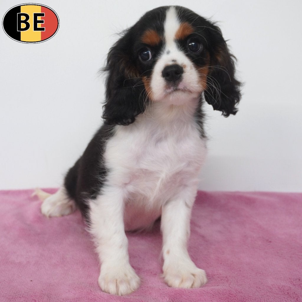 Cavalier King Charles teefjes - zwart tricolor pups, België, 15 weken tot 1 jaar, CDV (hondenziekte), Teef