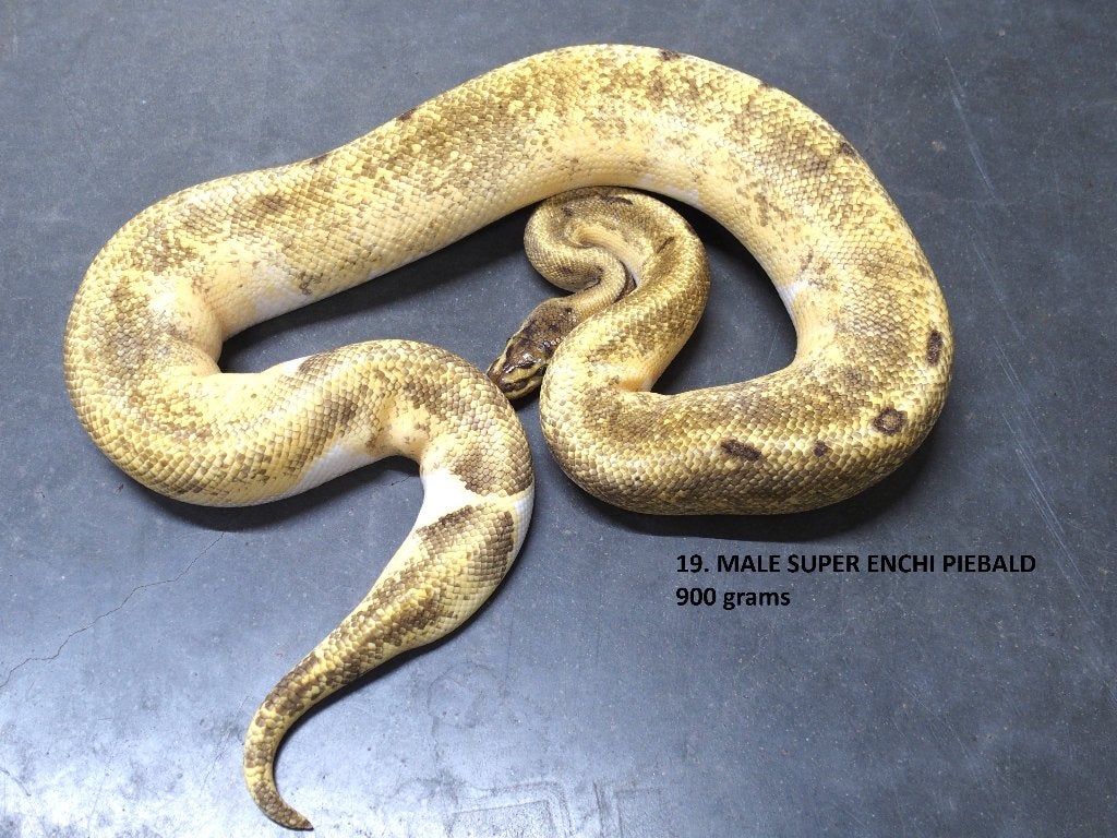 Koningspython halfwas en volwassen kweekdieren deel 1 Ball Python photo 19