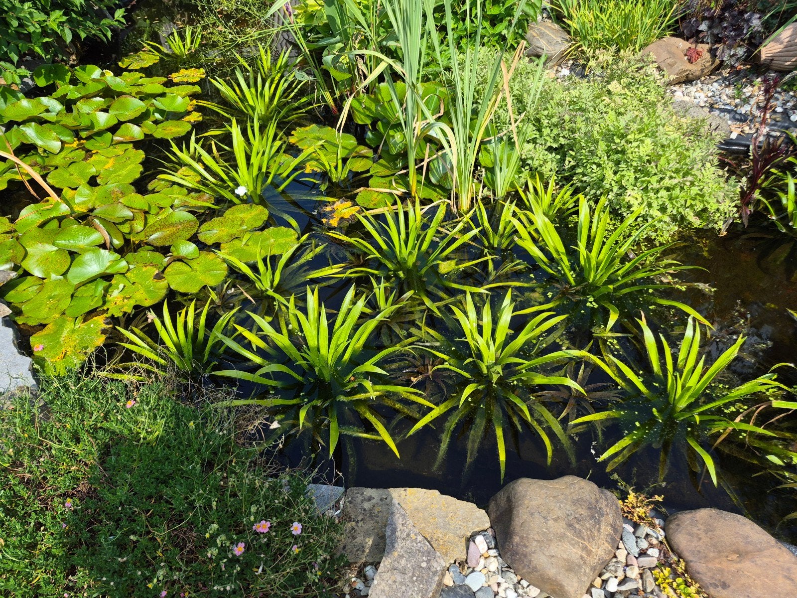 Plante aquatique stratiote, Enlèvement