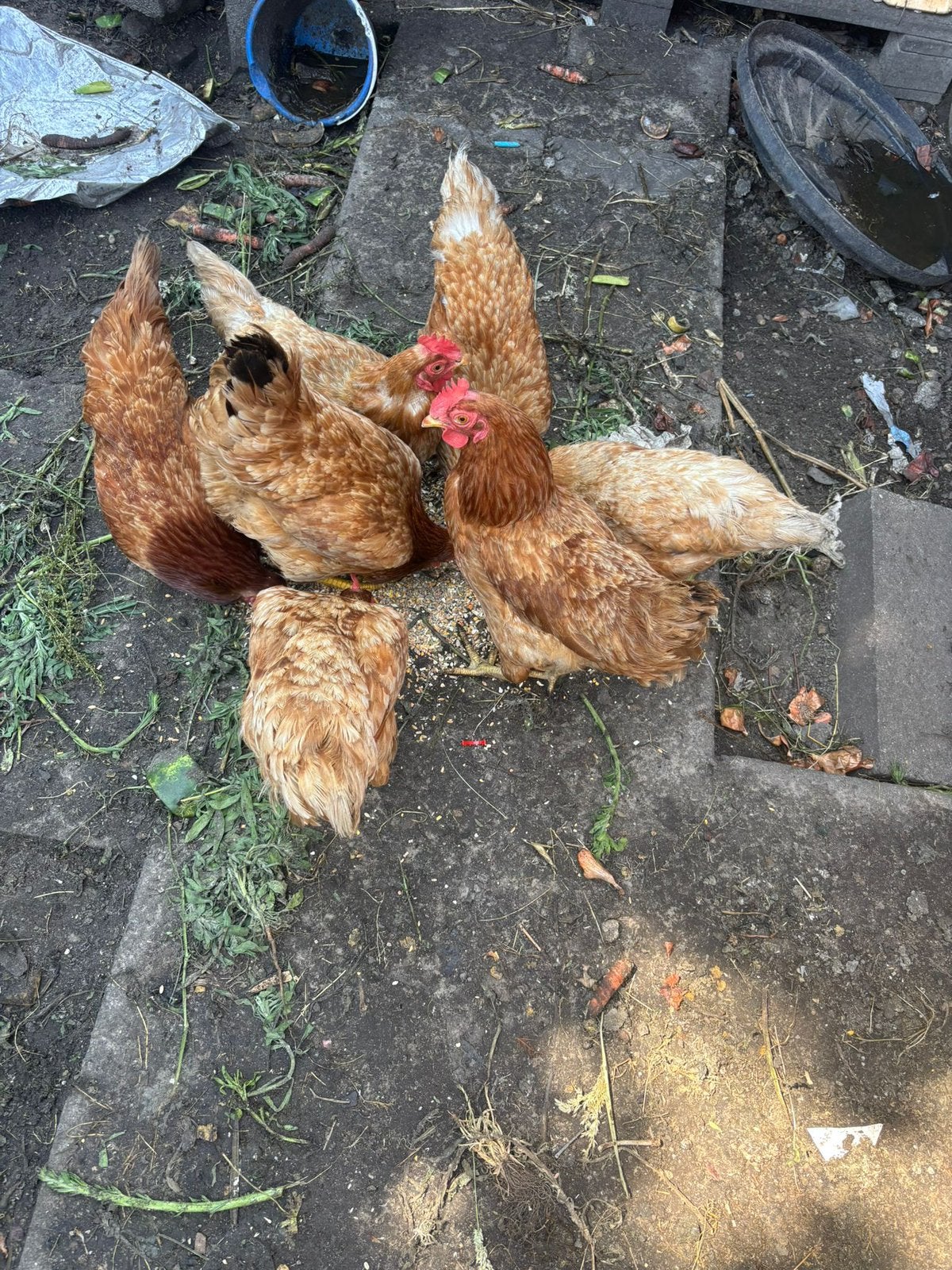 8 Leg kippen bruine van aveve ophalen, Dieren en Toebehoren, Pluimvee