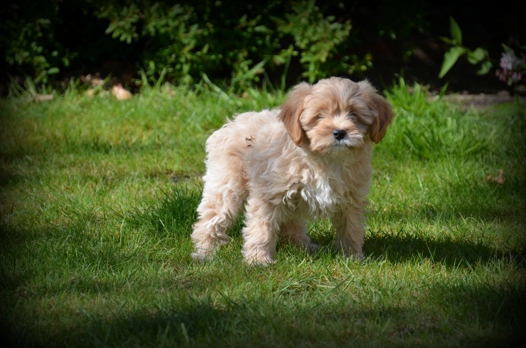 Maltipoo pups abrikoos, Parvo, België, Overige rassen, 8 tot 15 weken
