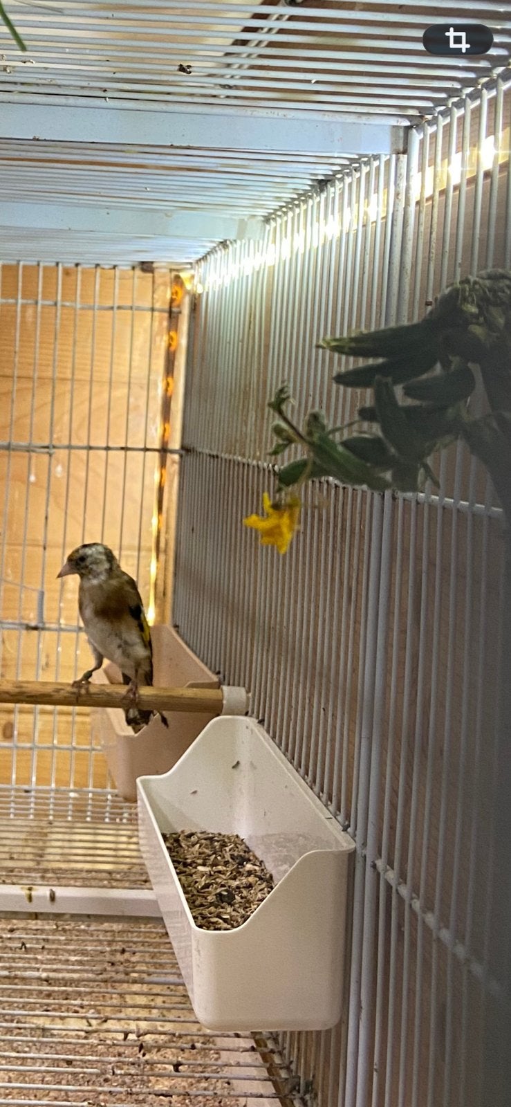 Kleine distelvink pop 2026, Femelle, Oiseau chanteur sauvage, Bagué